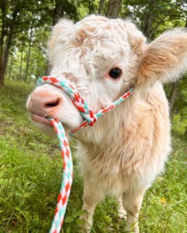 Female Mini Highland