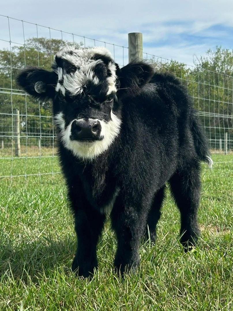 Mini Highland Bull Calf (Angus) - Image 3