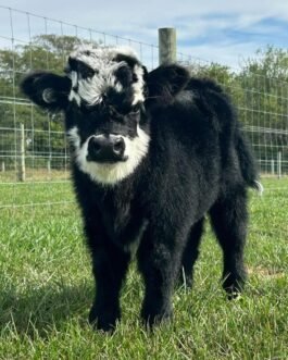 Mini Highland Bull Calf (Angus)