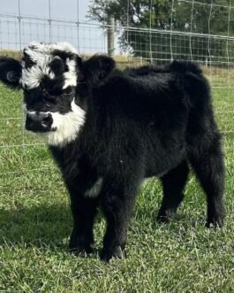 Mini Highland Bull Calf (Angus)
