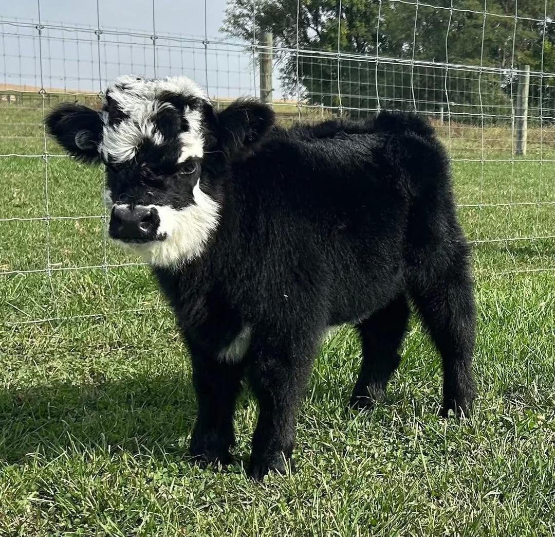 Mini Highland Bull Calf (Angus) - Image 2