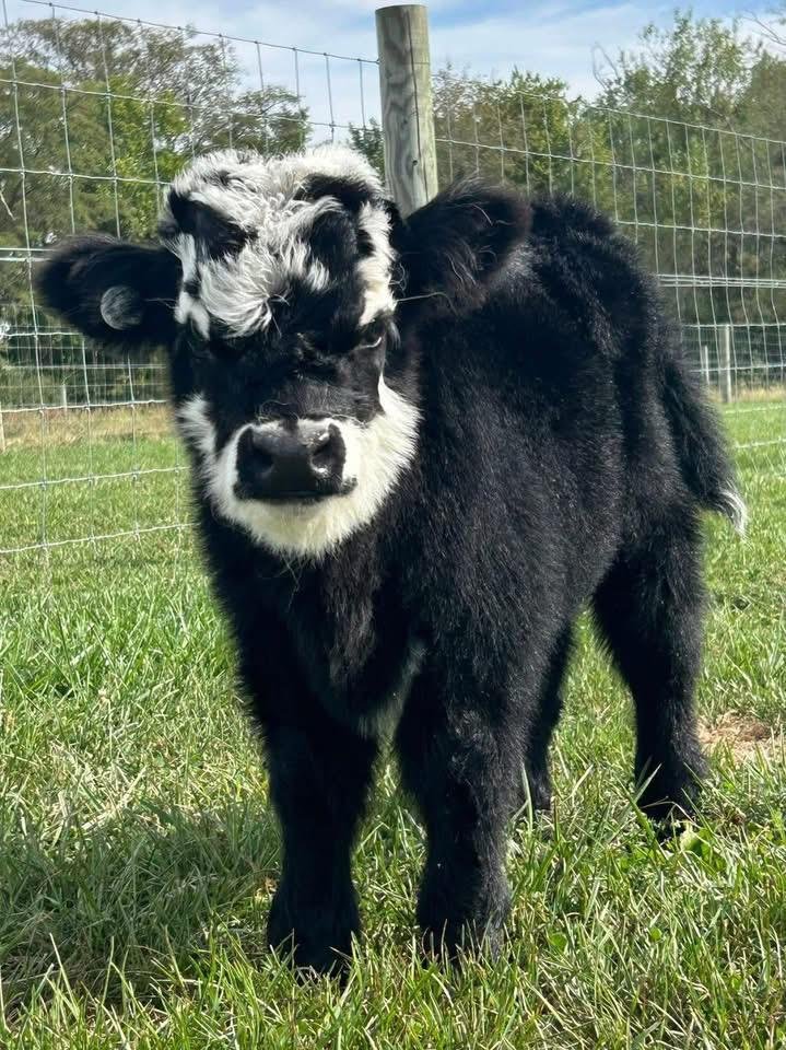 Mini Highland Bull Calf (Angus) - Image 4