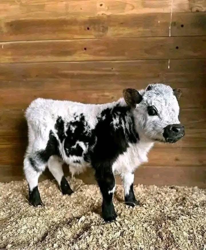 Mini Highland heifer calf (Bella) - Image 2
