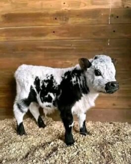 Mini Highland heifer calf (Bella)