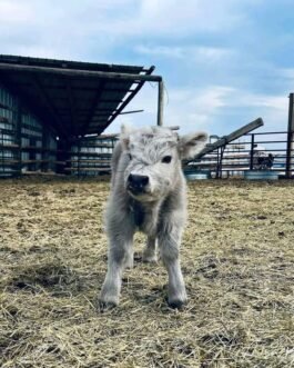 Mini Highland Cattle (Daisy)