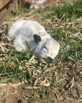 Mini Highland Heifer Calf ( Finn )