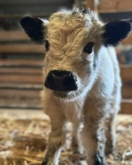 Mini Highland Heifer Calf ( Finn )
