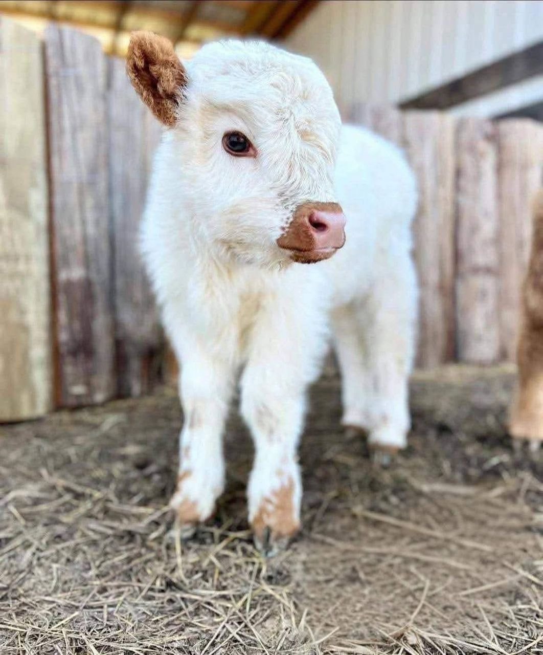 Mini Lowline / Belted Cross Bull Calf (Jasper) - Image 3