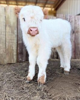 Mini Lowline / Belted Cross Bull Calf (Jasper)
