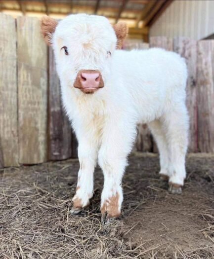 Mini Lowline / Belted Cross Bull Calf (Jasper)