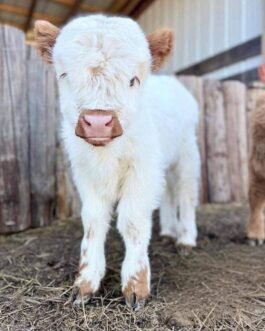 Mini Lowline / Belted Cross Bull Calf (Jasper)