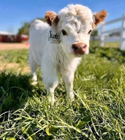 Mini Highland Cattle (June) - Image 4