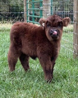 Mini Highland Heifer Calf (Juniper)