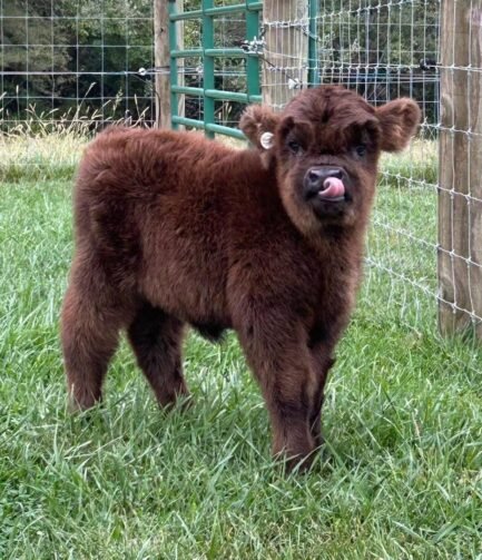 Mini Highland Heifer Calf (Juniper)