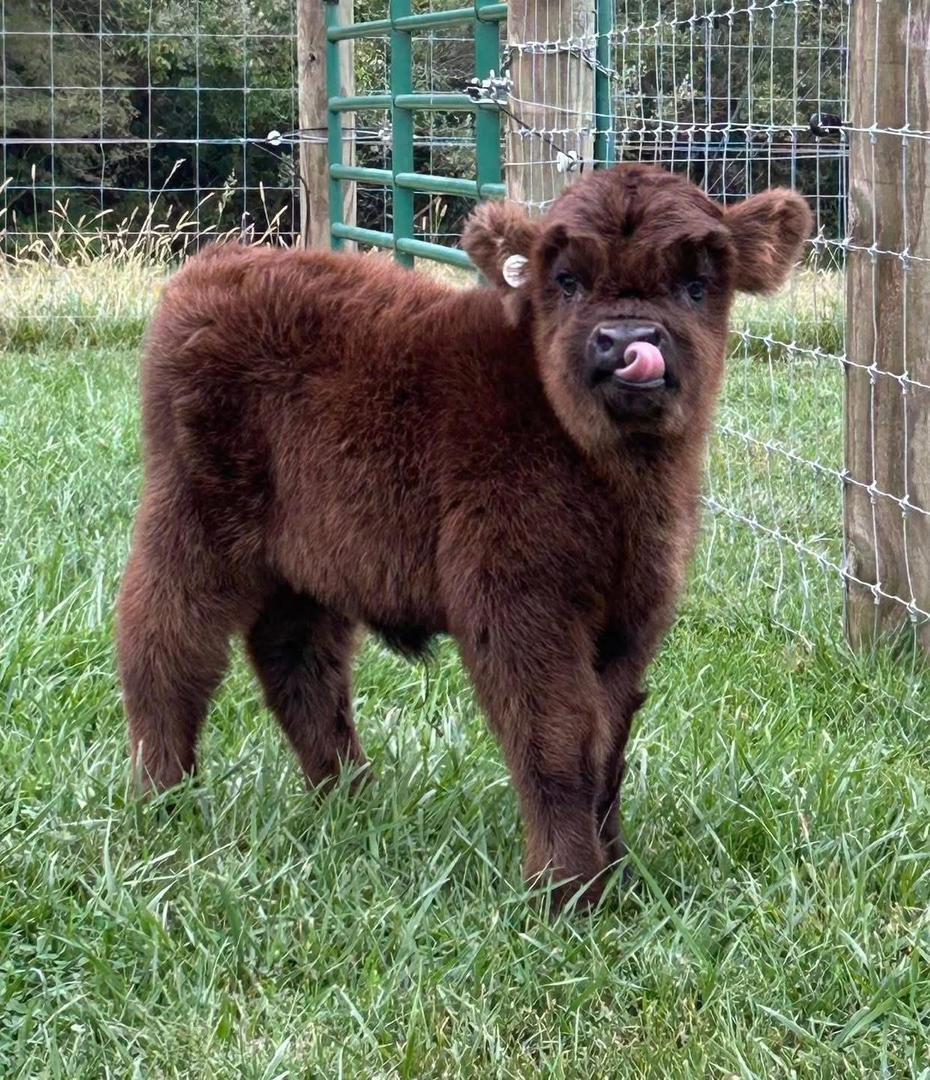 Mini Highland Heifer Calf (Juniper)