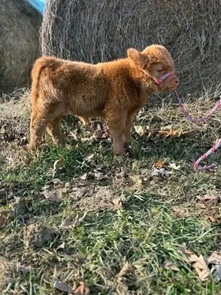 Mini Highland Heifer Calf (Maisie) - Image 3