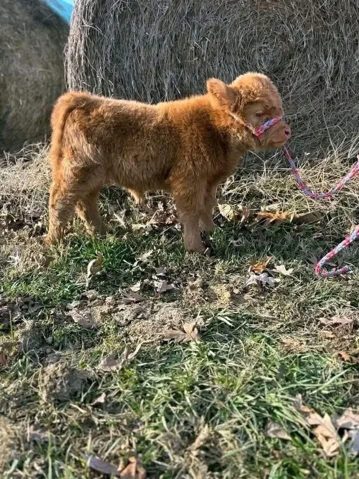 Mini Highland Heifer Calf (Maisie) - Image 3
