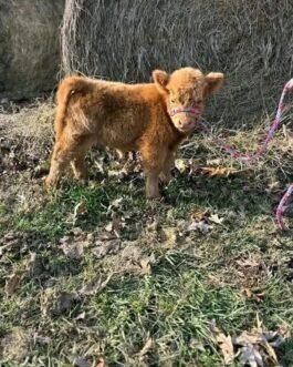 Mini Highland Heifer Calf (Maisie)