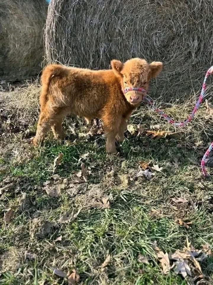 Mini Highland Heifer Calf (Maisie) - Image 2