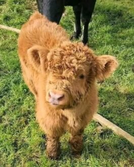 Mini Highland Heifer Calf (Maisie)