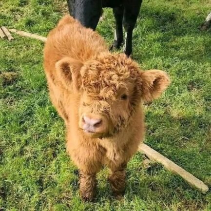 Mini Highland Heifer Calf (Maisie)