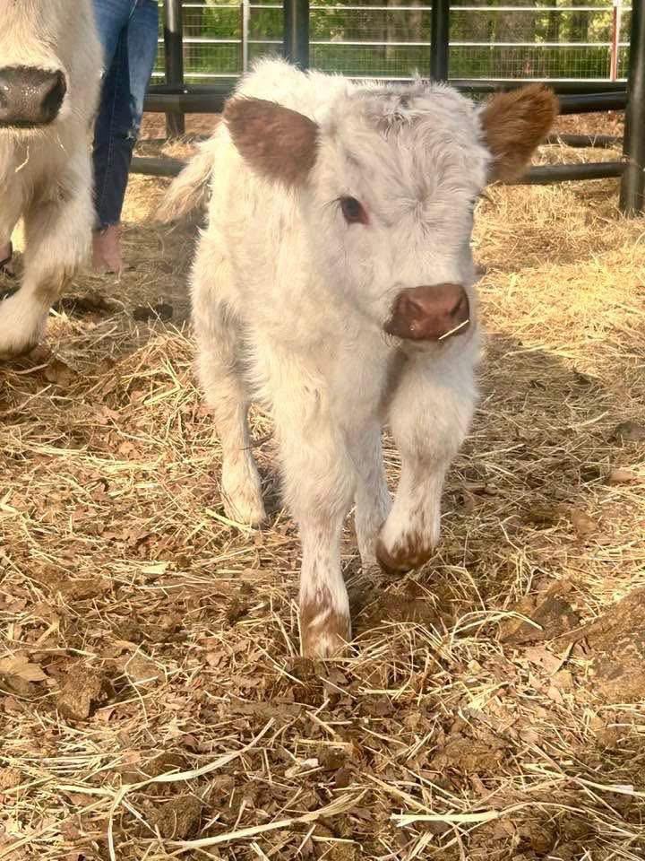 Mini Highland cow (Rosie) - Image 4