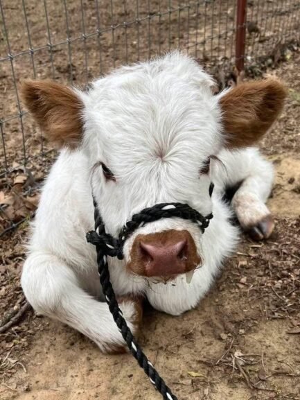 Mini Highland cow (Rosie) - Image 3