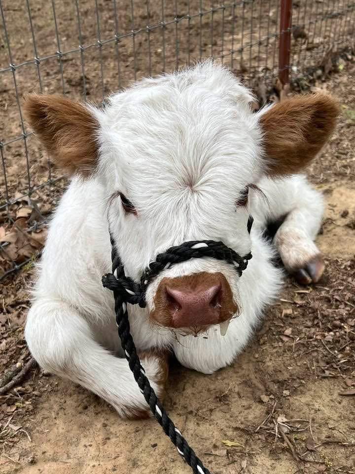 Mini Highland cow (Rosie) - Image 3