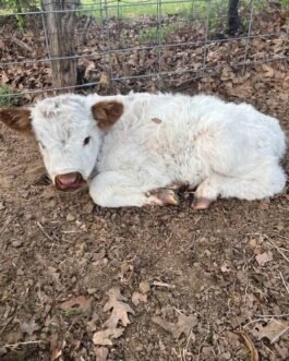 Mini Highland cow (Rosie)