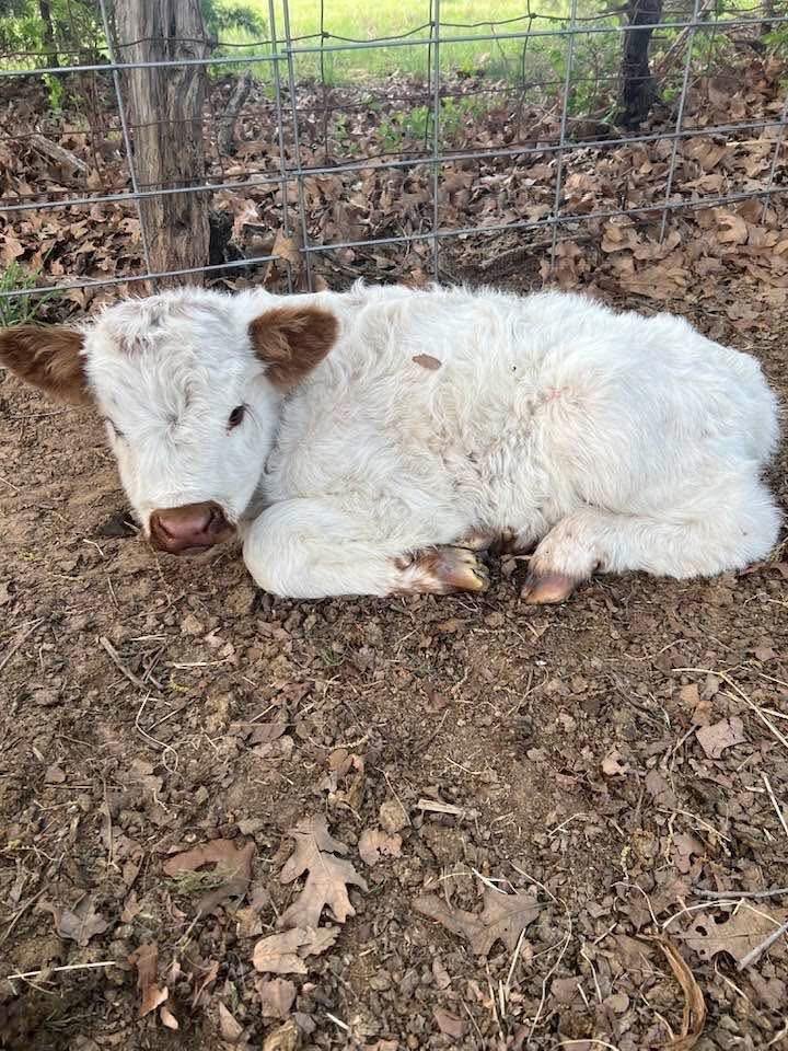 Mini Highland cow (Rosie) - Image 2