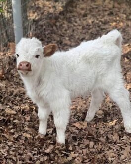Mini Highland cow (Rosie)