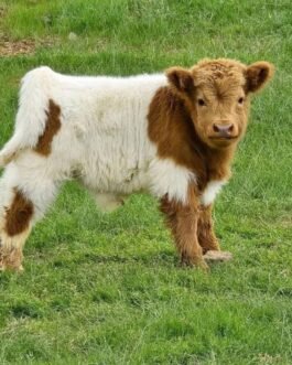Mini Highland bull calf (Theo)