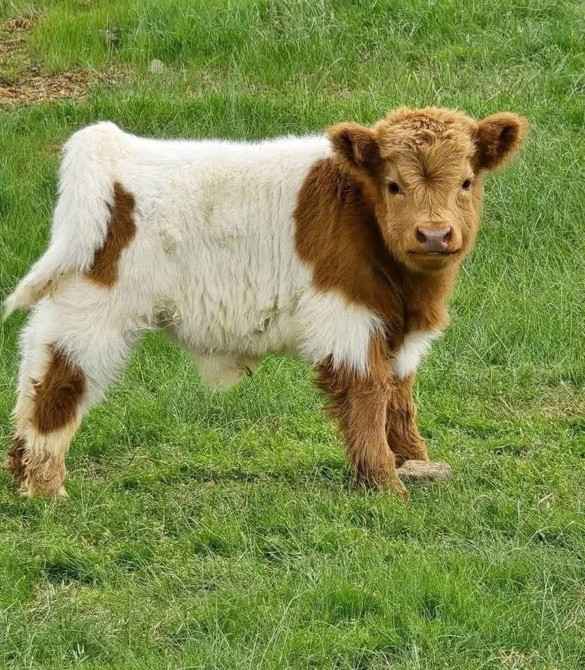 Mini Highland bull calf (Theo) - Image 2