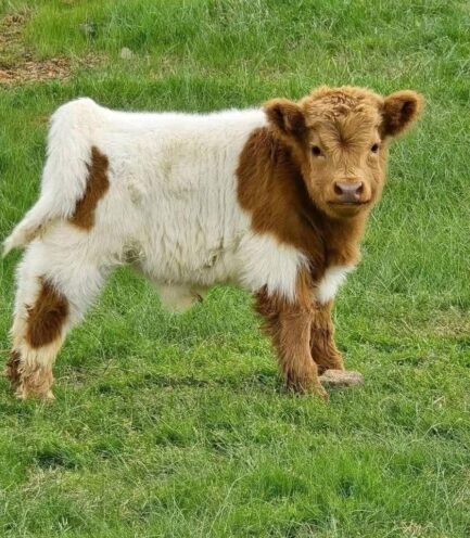 Mini Highland bull calf (Theo)