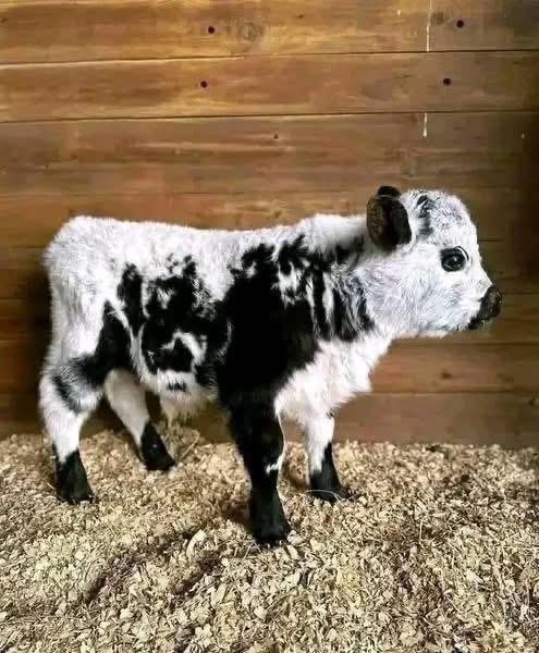 Mini Highland heifer calf (Bella) - Image 4