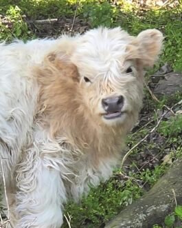 Mini Highland cow (Clover)