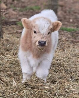 Mini Highland cow (Clover)