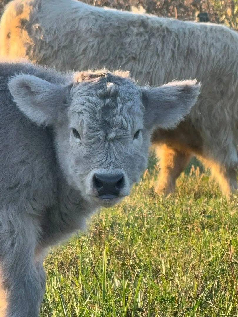 Mini Highland Cattle (Daisy) - Image 4
