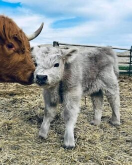 Mini Highland Cattle (Daisy)