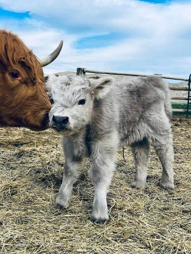 Mini Highland Cattle (Daisy) - Image 2