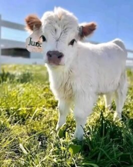 Mini Highland Cattle (June)