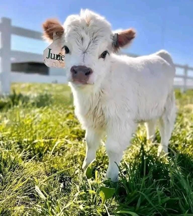 Mini Highland Cattle (June)
