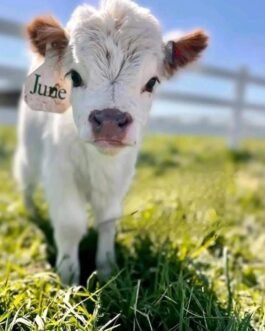 Mini Highland Cattle (June)