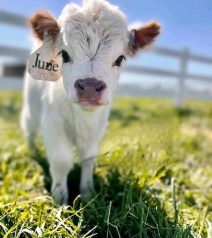 Mini Highland Cattle (June) - Image 2
