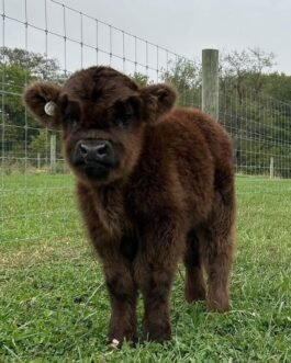 Mini Highland Heifer Calf (Juniper)