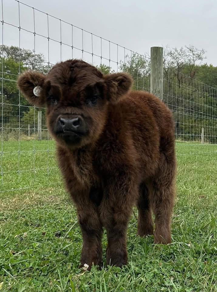 Mini Highland Heifer Calf (Juniper) - Image 2