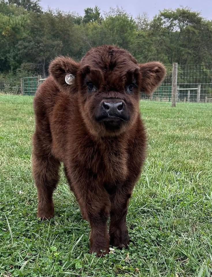 Mini Highland Heifer Calf (Juniper) - Image 3