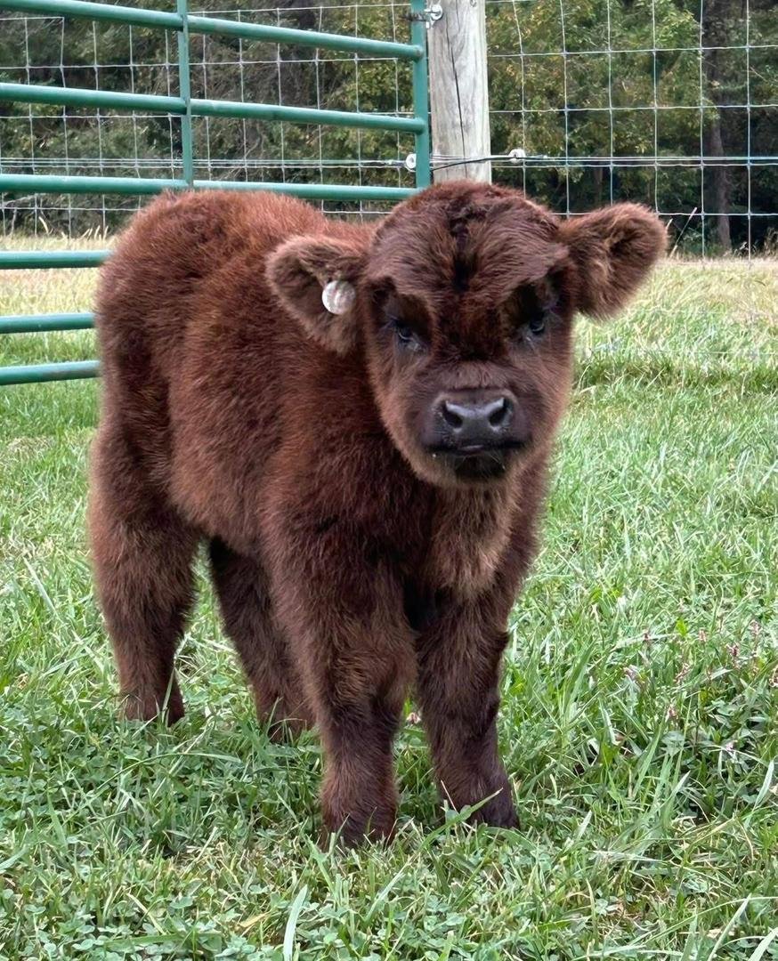 Mini Highland Heifer Calf (Juniper) - Image 4