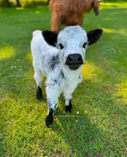 Mini Highland Bull Calf (Rudy) - Image 4