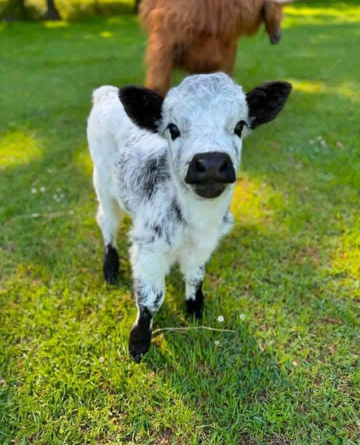 Mini Highland Bull Calf (Rudy) - Image 4